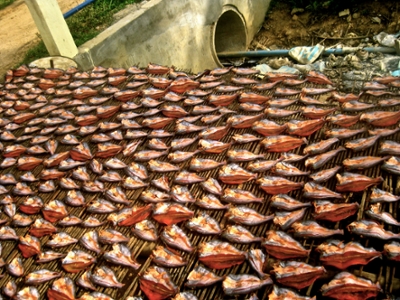 BTB Fish Market